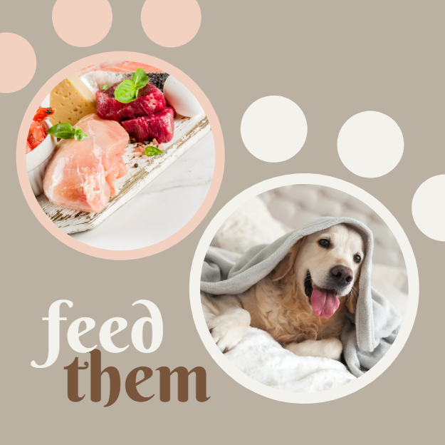1 Tema Pets Care Canva Templates